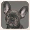 Search for purebred coasters Canine