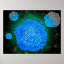 Search for microbiology posters Cell biology
