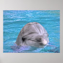 Search for bottlenose posters Porpoise
