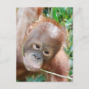 Search for dental floss postcards Teeth