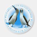 Search for foote magnets Ecuador