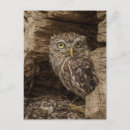Search for little owl postcards Animals