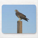 Search for falconry electronics Hawk