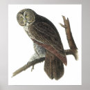 Search for great grey owl posters Audubon