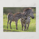 Search for black and white zebra postcards Mammal