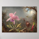 Search for cattleya orchids art Martin johnson heade