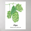 Search for beer hops posters Ipa