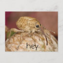 Search for magnifying postcards Cute