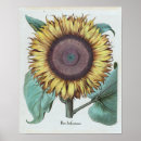 Search for vintage sunflower posters Farm