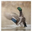 Search for anatidae Anseriformes