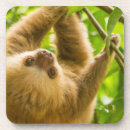 Search for sloth coasters Animals