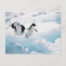 Search for three animals postcards Penguin