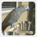 Search for congo stickers African grey parrot