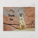 Search for meerkat thank you cards Mammal