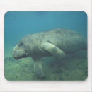 Search for endangered animals electronics Ocean