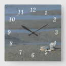 Search for seashell clocks Photography