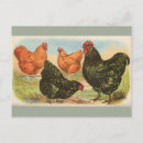 Search for four animals postcards Farm