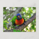 Search for rainbow lorikeet postcards Parrot