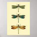 Search for dragonfly illustration posters Vintage