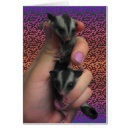 Search for exotic pets cards Sugar glider