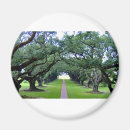 Search for oaks magnets Nature