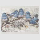 Search for bluebird Blossoms