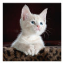 Search for pink nose posters Animal
