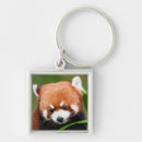Search for cute red panda key rings Wildlife