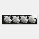 Search for white rose bumper stickers Nature