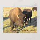 Search for bison postcards Nature