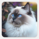 Search for fluffy cat stickers Ragdoll
