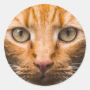 Search for staring stickers Cat