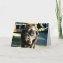 Search for funny pug birthday cards Puppy