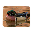 Search for avian magnets Jaynes gallery