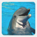 Search for bottlenose stickers Wildlife