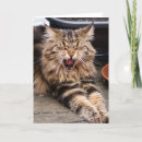 Search for maine coon cards Cute