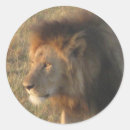Search for african lions stickers Kenya