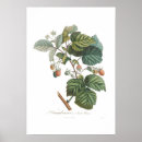 Search for rubus Botany
