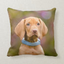 Search for vizsla cushions Puppy