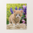 Search for funny cat pictures puzzles Animal