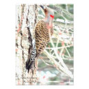 Search for flicker art Woodpecker