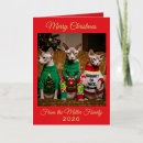 Search for sphynx cat cards Hairless