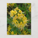 Search for azaleas postcards Rhododendron