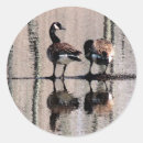 Search for aviary stickers Avian