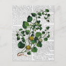 Search for squash postcards Vegetable