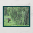 Search for willow tree postcards Leaves
