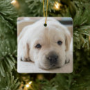 Search for labrador retriever christmas tree decorations Cute