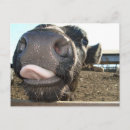 Search for moo postcards Farm