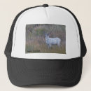 Search for deer hats Wildlife