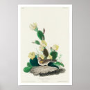 Search for audubon posters Birder